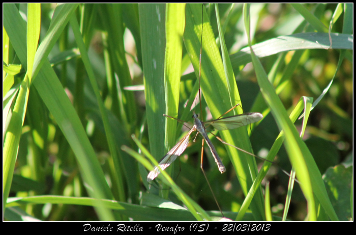 Tipula sp.???